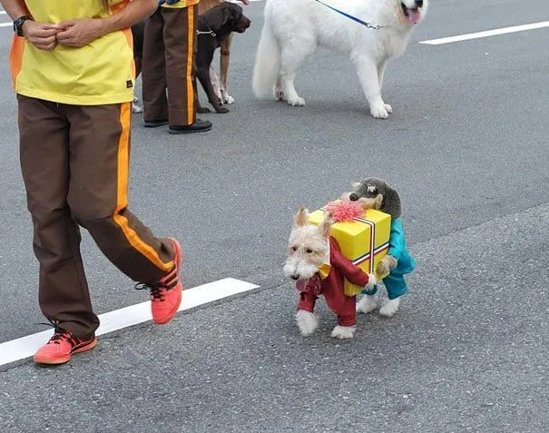 31 Fotos De Mascotas Y Animales Disfrazados Por Sus Dueños Para ... 31 Fotos De Mascotas Y Animales Disfrazados Por Sus Dueños Para ...