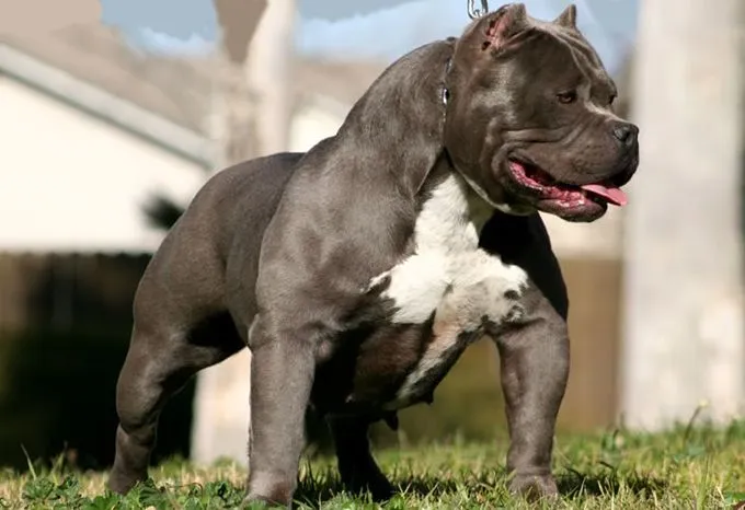33. American Bully on Pinterest | American Bullies, Bullies and ...