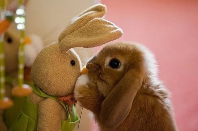 33 Fotos tiernas de animales y osos de peluche 33 Fotos tiernas de animales y osos de peluche