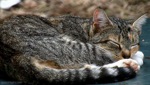 Gifs de gatitos
