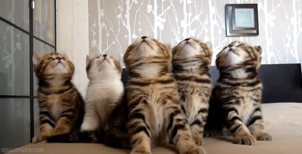 Gifs de gatitos