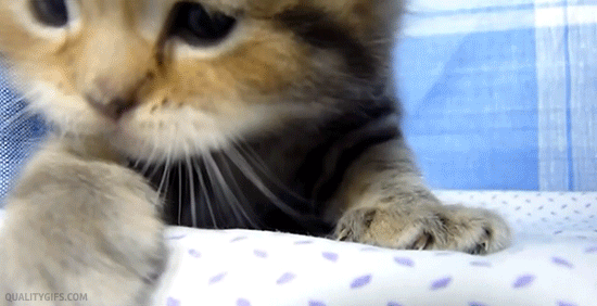 Gifs de gatitos
