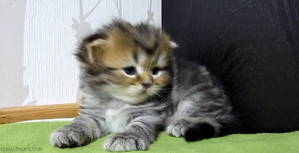 Gifs de gatitos