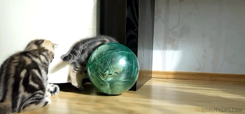 Gifs de gatitos