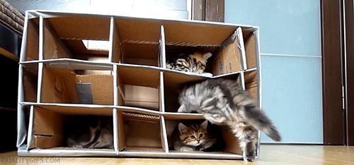 Gifs de gatitos
