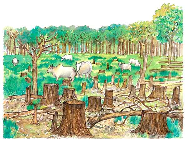 Bosques talados dibujos - Imagui