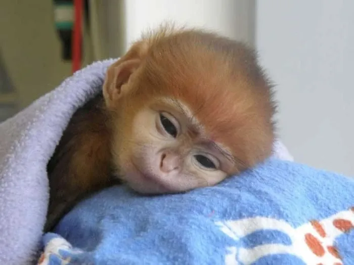 35 Animales tan cansados que duermen en cualquier parte