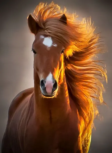 35 fotos de caballos para fondos de celulares - Horses wallpapers ...