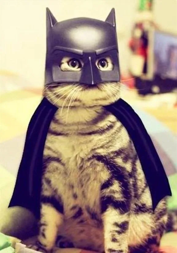 395174_gato_batman_ ...