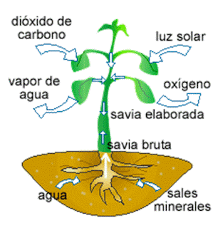 SOMOS 3ºB: ESQUEMA DE LA NUTRICIÓN DE UNA PLANTA