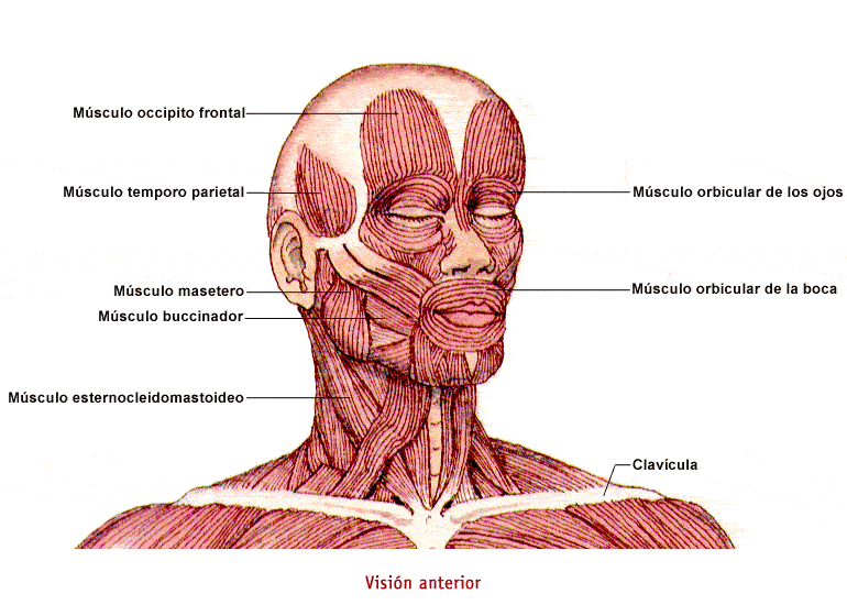 Juegos de Ciencias | Juego de musculs de la cara i coll | Cerebriti Juegos de Ciencias | Juego de musculs de la cara i coll | Cerebriti