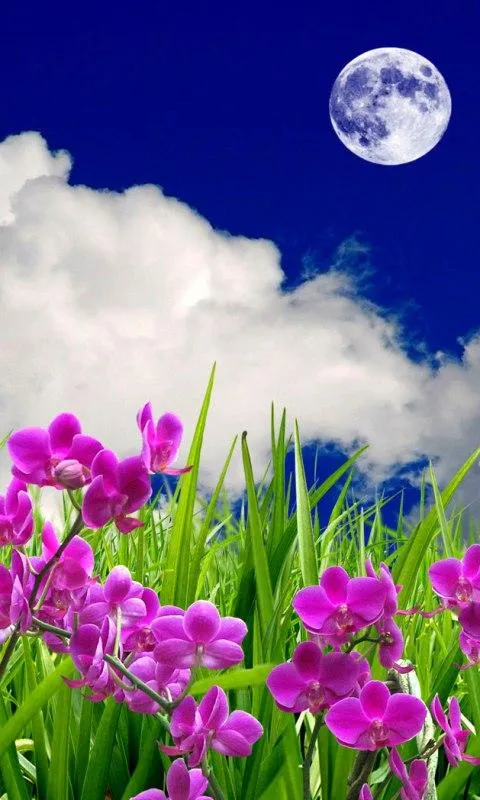 3D flowers HD Live Wallpaper - Android Apps on Google Play 3D flowers HD Live Wallpaper - Android Apps on Google Play