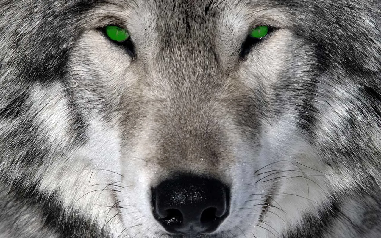 3D Wolf Wallpapers - Android Apps on Google Play