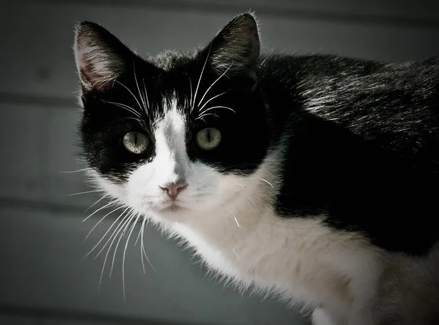 3:Gatos de dos colores (negro y blanco)#3 - a gallery on Flickr 3:Gatos de dos colores (negro y blanco)#3 - a gallery on Flickr
