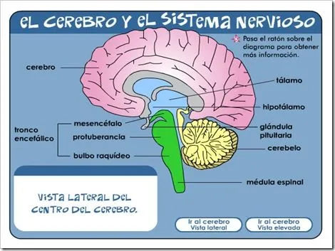 3.SISTEMA NERVIOSO | JUGANDO Y APRENDIENDO