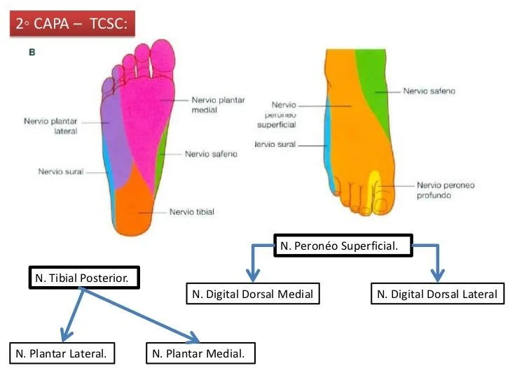 4-garganta-de-pie-y-pie-3-728. ...