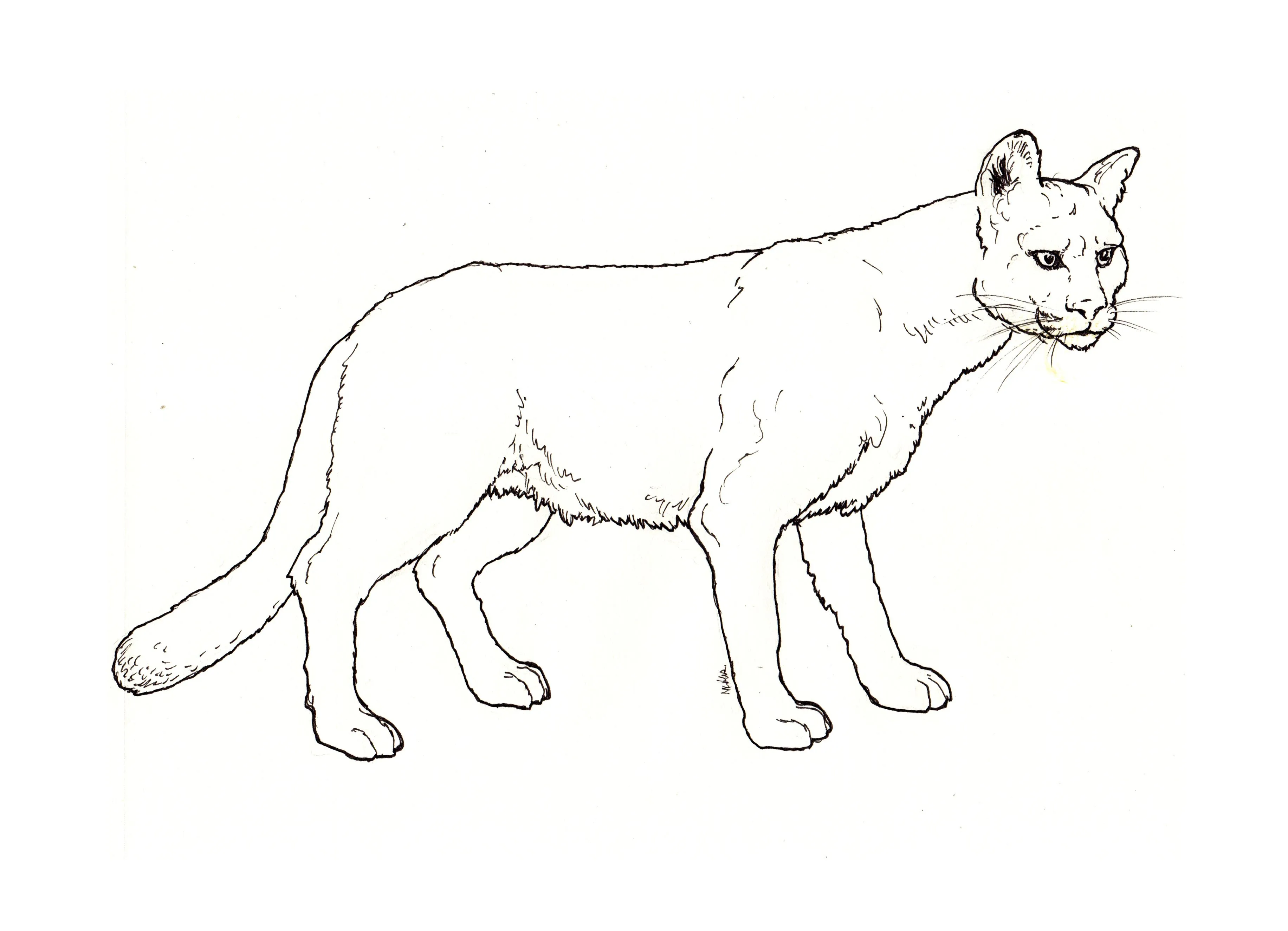 40 dibujos de Pumas para colorear | Oh Kids | Page 4 40 dibujos de Pumas para colorear | Oh Kids | Page 4