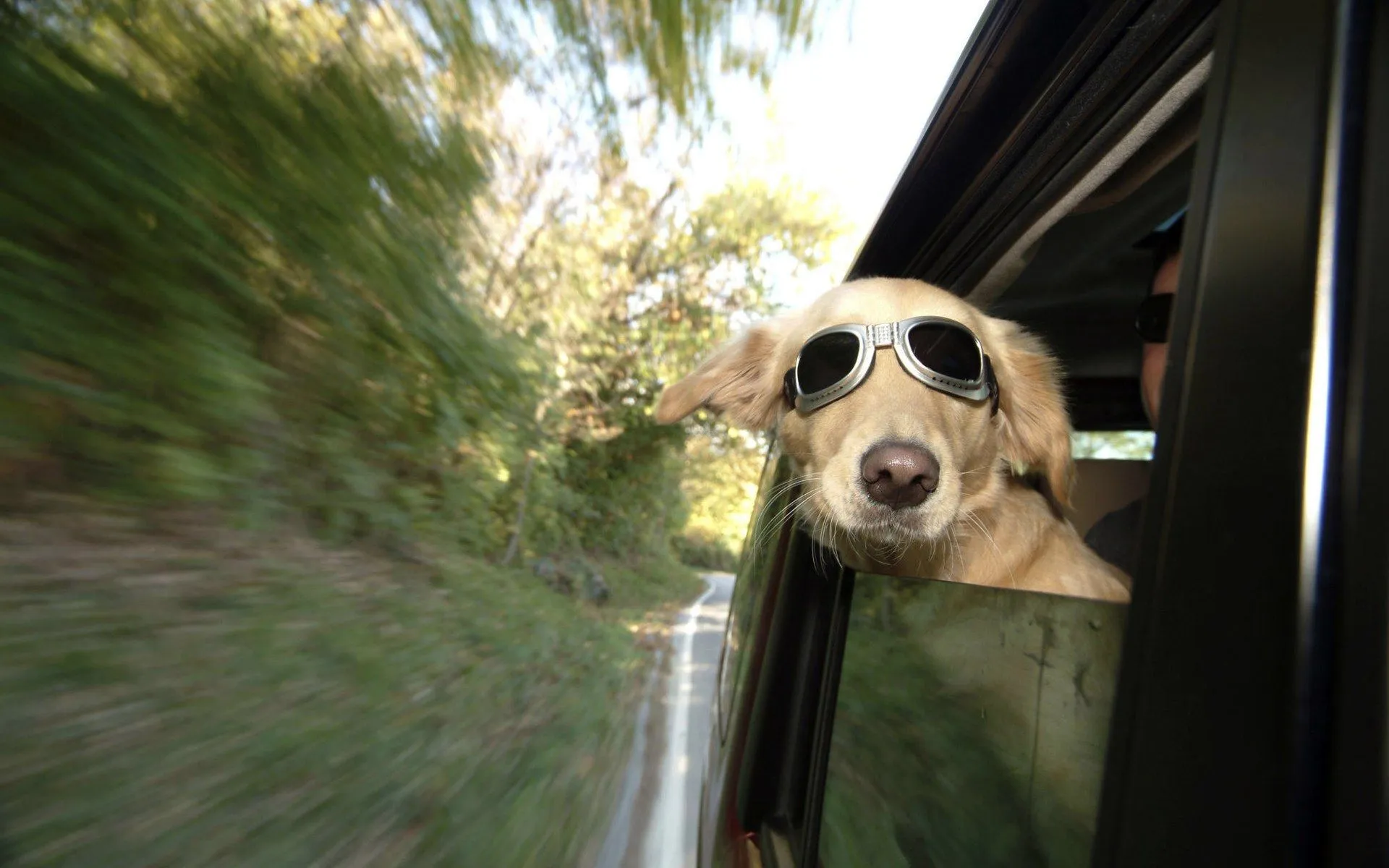 40 Fondos de pantalla divertidos de animales. | Wallpapers HQ ... 40 Fondos de pantalla divertidos de animales. | Wallpapers HQ ...