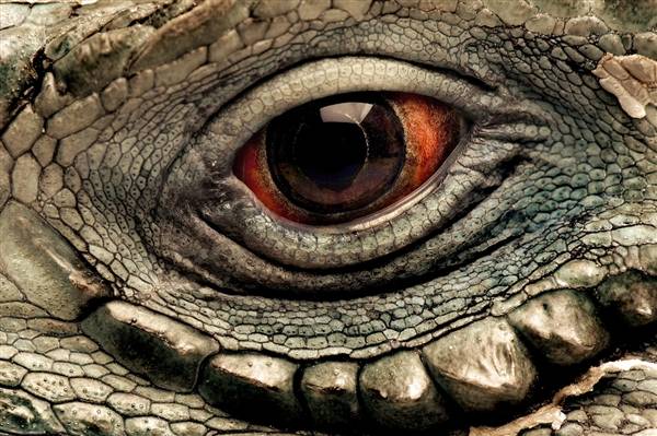 40 Macrofotografías de ojos animales – Marcianos 40 Macrofotografías de ojos animales – Marcianos
