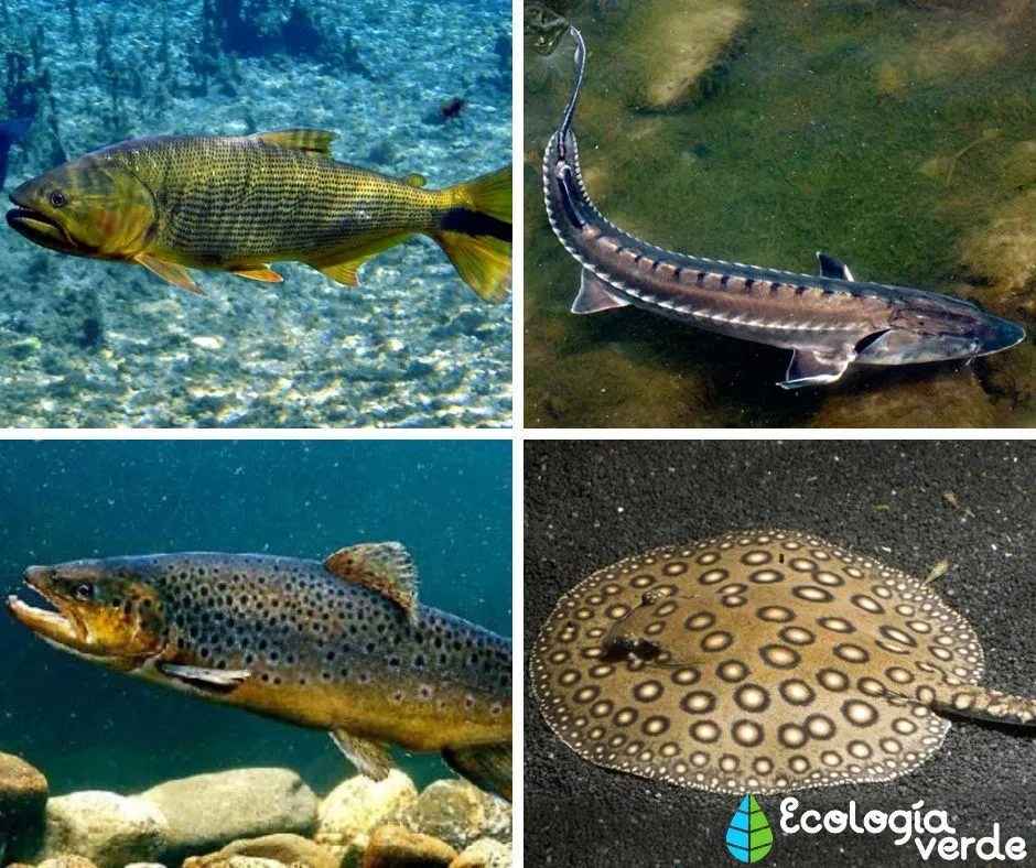40 PECES de RÍO: Tipos, Lista de Nombres e Imágenes 40 PECES de RÍO: Tipos, Lista de Nombres e Imágenes