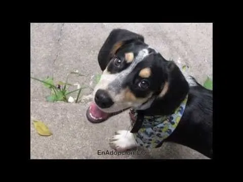 Tienen 40 perros para adopción - WorldNews