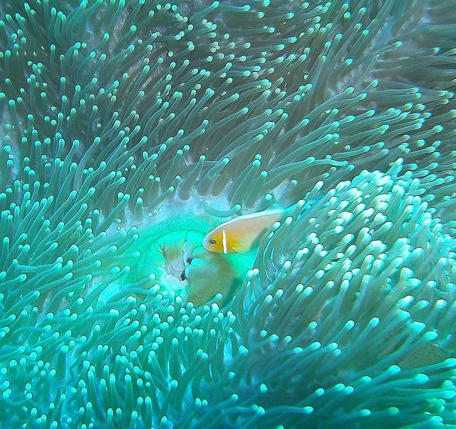 43 fotos de uno de los paraísos de buceo más bonito del mundo ... 43 fotos de uno de los paraísos de buceo más bonito del mundo ...