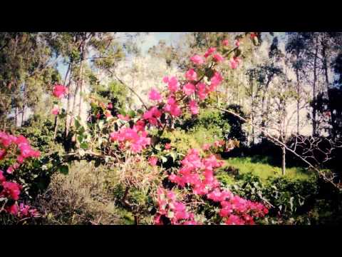 4377, Flores rosas y purpuras con fondo de montaña y arboles ... 4377, Flores rosas y purpuras con fondo de montaña y arboles ...