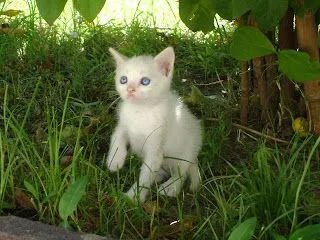 ... de 45 dias tiene unos hermosos ojos azules tipicos de gatito bebe que ... de 45 dias tiene unos hermosos ojos azules tipicos de gatito bebe que