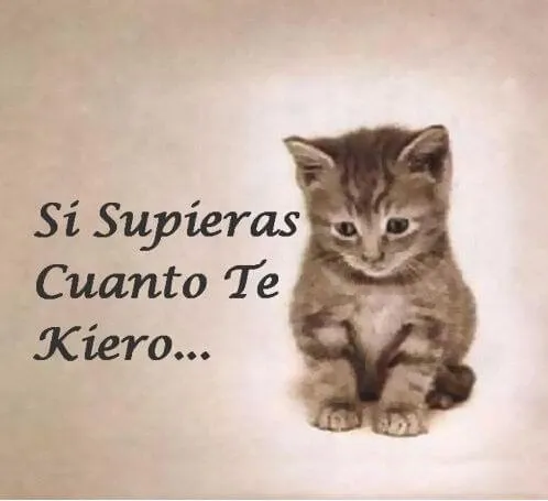 45 Imágenes de gatitos tiernos con frases y mensajes bonitos ...