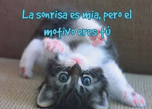 45 Imágenes de gatitos tiernos con frases y mensajes bonitos ...