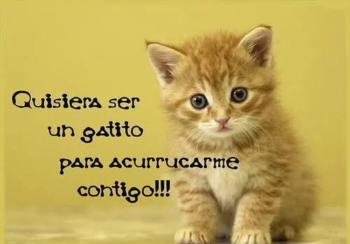 45 Imágenes de gatitos tiernos con frases y mensajes bonitos ...
