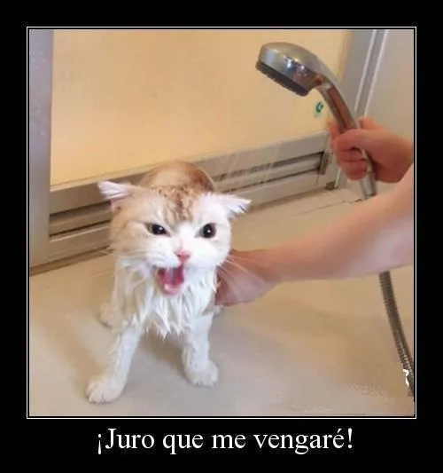 45 imágenes de Gatos y perros con frases chistosas y divertidas ... 45 imágenes de Gatos y perros con frases chistosas y divertidas ...