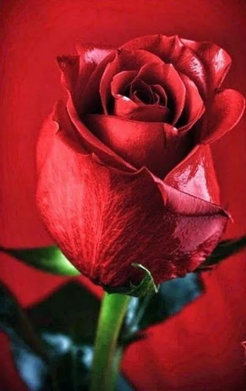 45 Imágenes de Rosas Rojas Hermosas | Beautiful flowers pictures, Beautiful roses, Beautiful rose flowers 45 Imágenes de Rosas Rojas Hermosas | Beautiful flowers pictures, Beautiful roses, Beautiful rose flowers