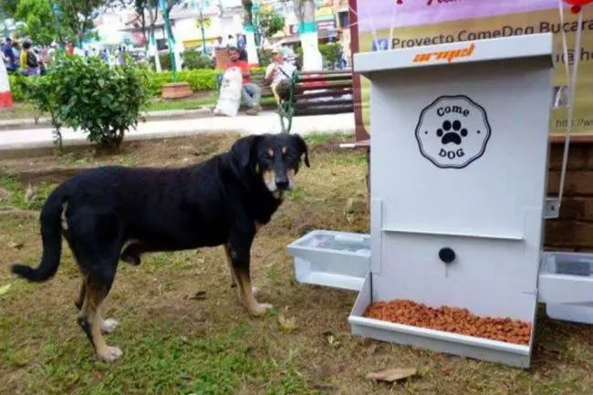 465 perros y gatos de Bucaramanga y el área ya se alimentan en los ...