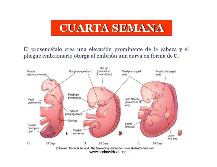 4a-8a-semana-embrionaria-5-728 ...