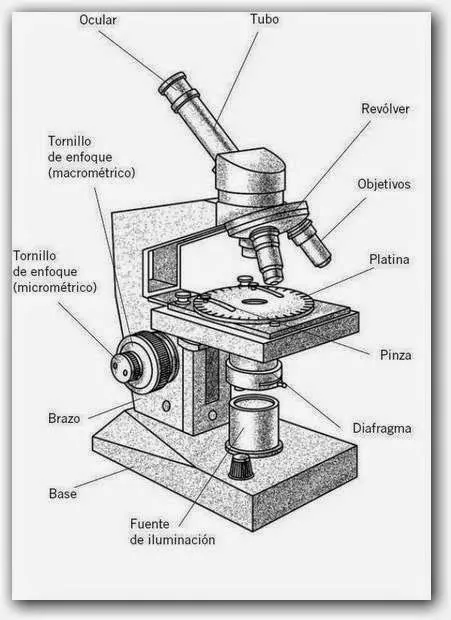 5° A y B: EL MICROSCOPIO Y SUS PARTES