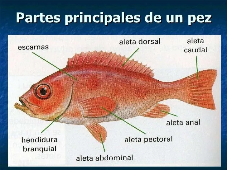 5º Clasificación de los animales