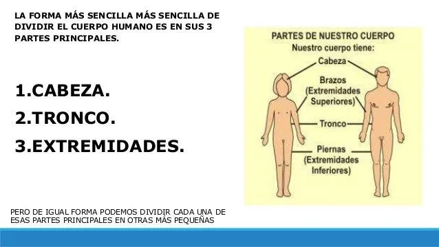 5-partes-del-cuerpo-4-638.jpg? ...