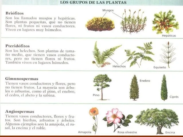 5-plantas-6-638.jpg?cb=1384783290