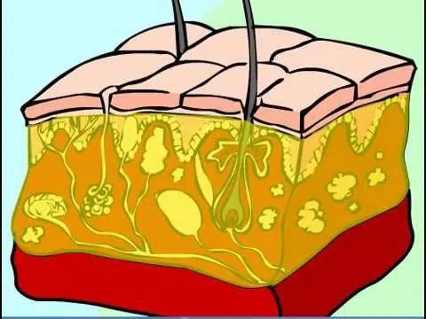 5.- Los Cinco Sentidos.- Tacto - YouTube