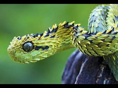 los 50 animales mas raros del mundo - YouTube los 50 animales mas raros del mundo - YouTube