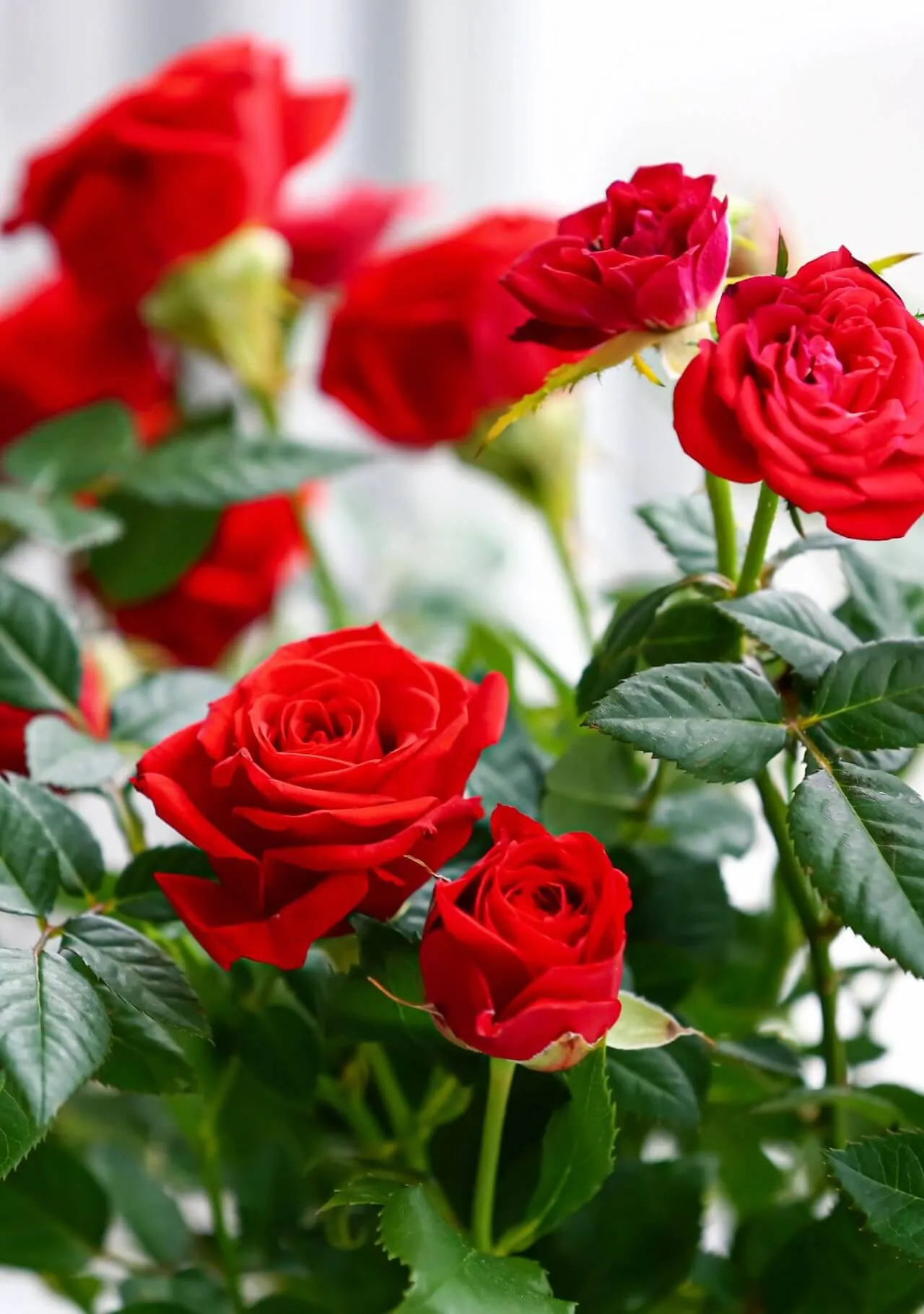 50 nombres de flores y su significado
