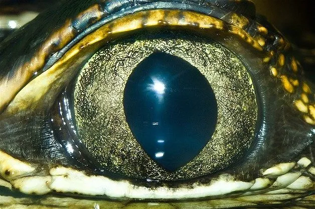 50 sombras de Zoe: Reportaje fotográfico sobre ojos de animales ...