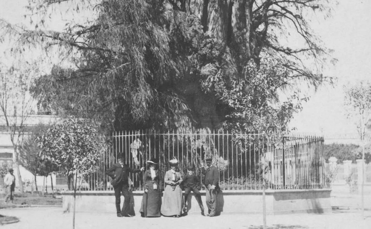A casi 500 años de la Noche Triste y de un árbol… para llorar | El Universal A casi 500 años de la Noche Triste y de un árbol… para llorar | El Universal