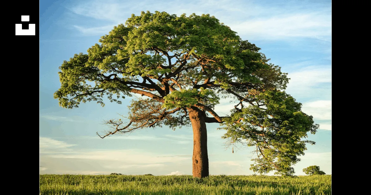 50,000+ imágenes de árbol png | Descargar imágenes gratis en Unsplash 50,000+ imágenes de árbol png | Descargar imágenes gratis en Unsplash