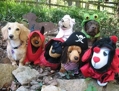 59 fotos de perros disfrazados | El Mega Top - Part 6