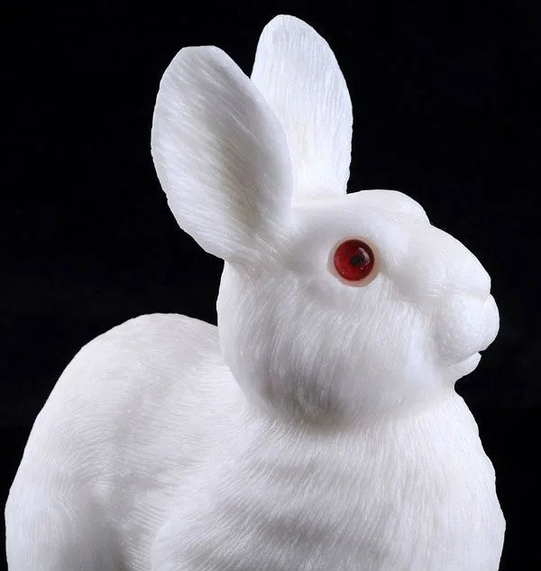 Imagenes de ojos de conejo - Imagui