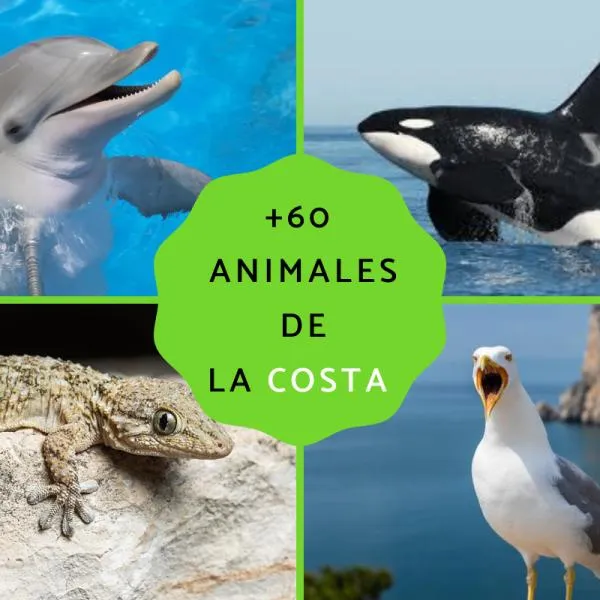 60 animales de la costa - Nombres, listas, características y FOTOS 60 animales de la costa - Nombres, listas, características y FOTOS