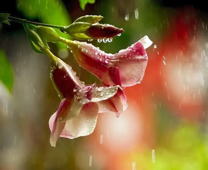 60 fotografías de las flores más hermosas del mundo | Banco de ...