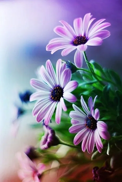 60 fotografías de las flores más hermosas del mundo | Banco de ... 60 fotografías de las flores más hermosas del mundo | Banco de ...
